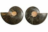 Cut/Polished Ammonite Fossil - Unusual Black Color #165477-1